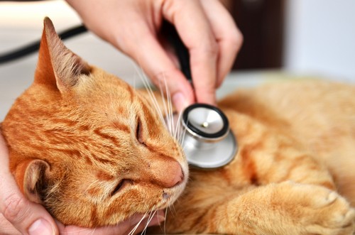 veterinary services  Shirley, NY 